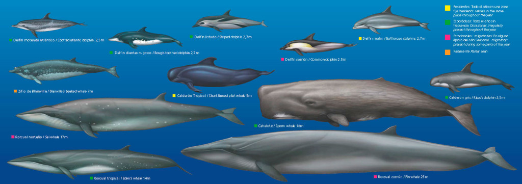 לוויתנים ודולפינים בטנריף