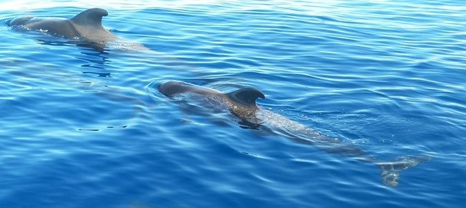 לוויתנים ודולפינים בטנריף